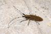 Agapanthia villosoviridescens